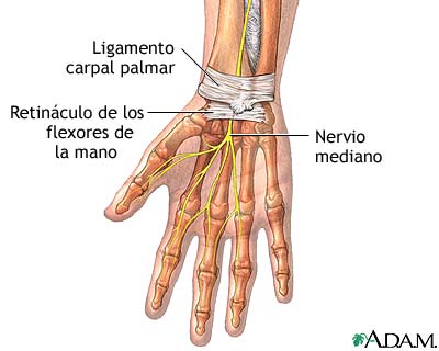 Anatomía de la muñeca