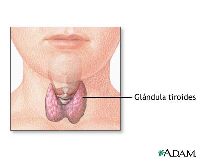 Anatomía de la tiroides en el niño