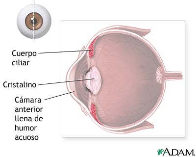 Cuerpo ciliar