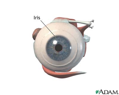 Iris