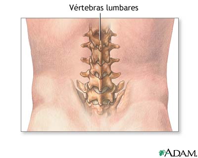 V&eacute;rtebras lumbares