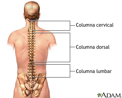 Anatom&iacute;a posterior de la columna vertebral