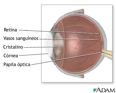 Anatom&iacute;a lateral del ojo