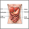 Exploración quirúrgica del abdomen o laparotomía exploratoria - Serie