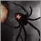 Araña viuda negra