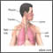 Anatomía normal del pulmón