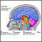 Estructuras del cerebro