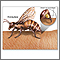 Picaduras de insectos y alergias