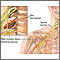 Dolor cervical