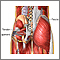 Dolor muscular