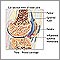 Artritis reumatoidea