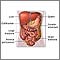 Organos abdominales