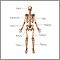 Anatomía esquelética anterior