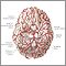 Arterias del cerebro