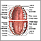 Anatomía dental
