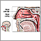 Anatomía nasal