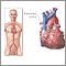 Arterias pulmonares